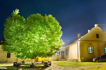 Wall Mural - green glowing tree in the night park