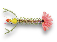 Flower Composition In The Pattern Of Lobster, Isolated With Clipping Path