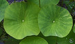 Blätter einer Wasserpflanze