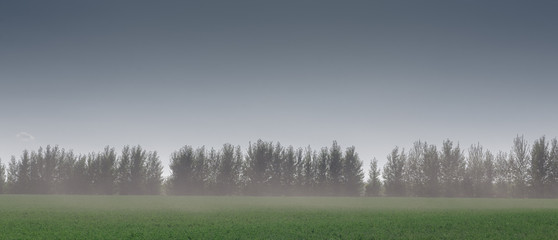 Wall Mural - Fog in the meadow at dawn.