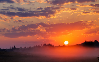 Wall Mural - Fog in the meadow at dawn.