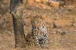 A curious male leopard from jhalana forest reserve, jaipur