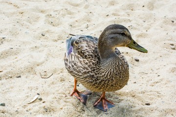 The duck standing on the sands of Sheep pond, MA, USA.