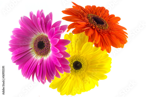 500_F_169115591_Y22dj4RY8PN2y85unjoLmxZ5wbO0jXM7.jpg