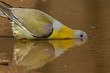 Yellow-footed green pigeon quenching thirst, Jhalana Forest, Jaipur