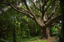 Old Tree Stock Images. Exotic Nature In Hawaii. Rain Forest Picture