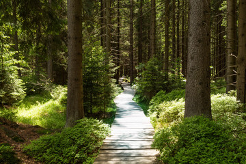 Fototapeta narrow path lit by soft spring sunlight. forest spring nature. spring forest natural landscape with forest trees