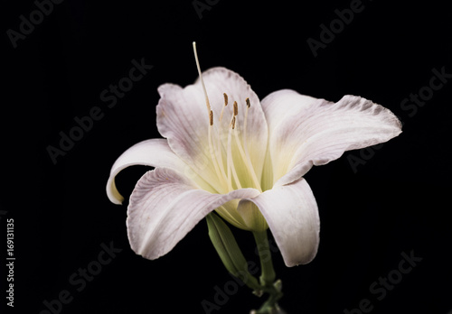 Zdjęcie XXL Białej lelui kwiat na czarnym tle.