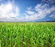 Field with corn under the bright sun