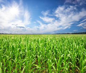 Wall Mural - field with corn under the bright sun