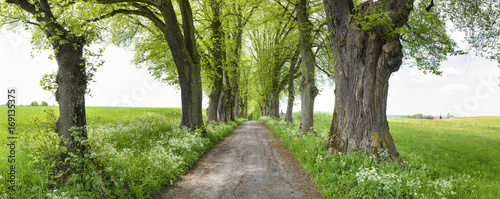 Naklejka na drzwi Alte Baumallee mit großen Linden Bäumen und Fußweg in Marktoberdorf