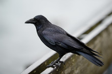 Black Crow