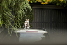 Cat Sits On Car Rooftop. Image Seen Through Window Glass.