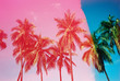 © wendy laurel/Stocksy - pink and blue palm trees on film