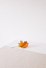Single Golden Maple Leaf