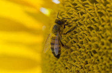 Honeybee collects pollen from sunflower