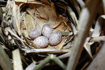 Poster - Locustella luscinioides. The nest of the Savi's Warbler in nature.