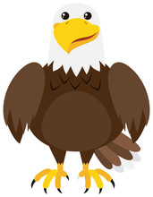 Brown Eagle On White Background