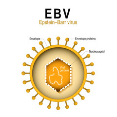 diagram of the structure of EBV