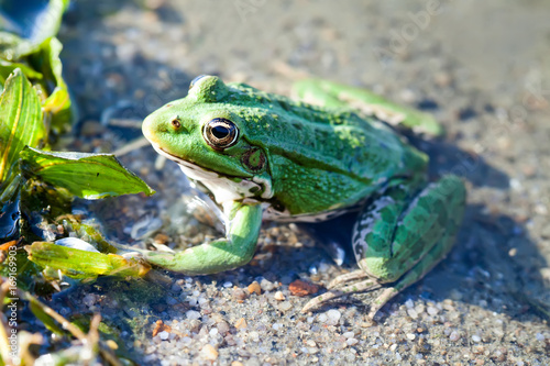 Plakat Zielony bagno żaby naturalnego siedliska rzeki wybrzeża tło, kamuflaż kropkuje amfibii Pelophylax ridibundus. W górę widoku, selekcyjna ostrość, rzeka zasadza tło