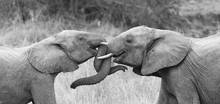Two Elephant Greet Affectionate With Curling And Touching Trunks Artistic Conversion