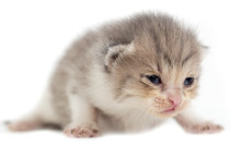 Newborn Kitten On White Background