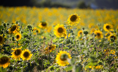 Sunflower flowers grow on nature