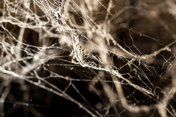 Wall Mural - Spider web on the ceiling as a background