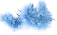 Blue Fur On A White Background