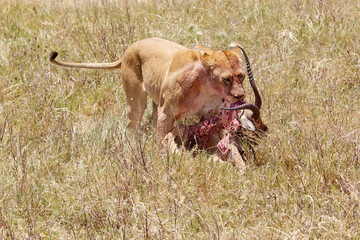 African lion (Panthera leo)