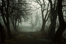 Scary Forest In Fog