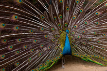 Magnificent Colorful Peacock With Beautiful Tail