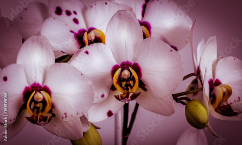 biale-nakrapiane-orchidee-na-rozowym-tle