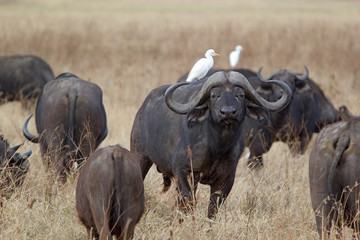 African buffalo (Syncerus caffer)