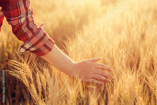 Zdjęcie XXL Żeńscy średniorolni wzruszający pszeniczni uprawa ucho w polu