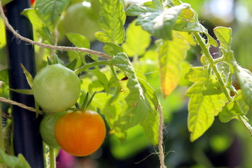 Tomatenpflanze im Garten