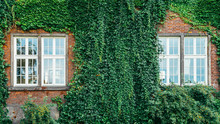 Old Brick Building Full Frame Overgrown With Ivy