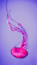 Single Pink Jellyfish