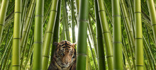 On The Hunt - A Sumatran Tiger In A Bamboo Jungle.