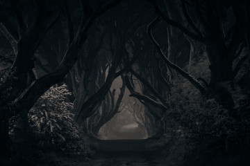 mystical dark hedges in northern ireland