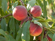 Sweet peach fruits growing on a peach tree branch in orchard.  Beautiful garden with tree ripened nectarines.