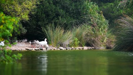 Wall Mural - ducks by the water in a public park