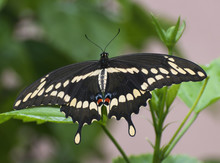 Black, Pale Yellow, Red, And Blue Giant Swallowtail Butterfly Against A Blurred Green Plant And Pale Peach Colored Wall Background