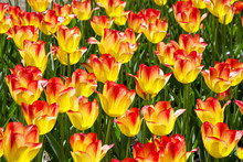 Flowerbed Of Blooming Multicolored Tulips
