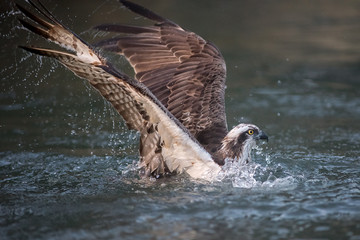 Poster - Close photograph of an osprey fishing diving into the water and half submerged