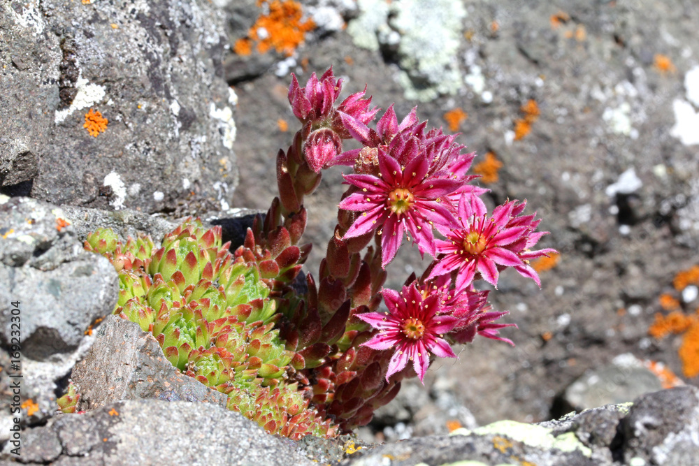 rosette basali e fiori di semprevivo montano (Sempervivum ...
