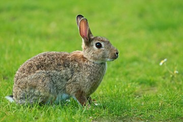 wild rabbit sitting on grass - closeup image