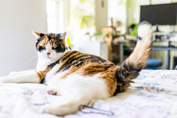 Angry calico cat lying on edge of bed wagging tail