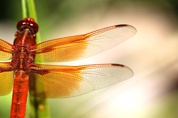 Flight of the Dragonfly