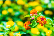 Macro Closeup Of Red And Yellow Lantana Flower Plants Showing Detail And Texture